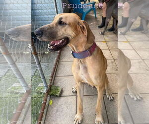 Great Dane Dogs for adoption in Palm Beach, FL, USA