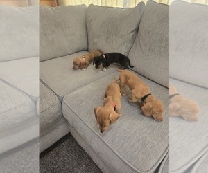 Dachshund Puppy for Sale in ALTOONA, Pennsylvania USA