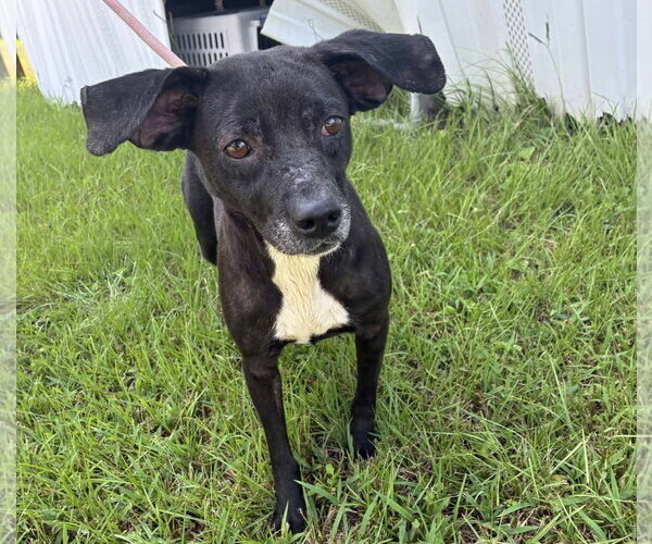Medium Photo #3 Mutt Puppy For Sale in Anniston, AL, USA