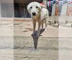 Small Mutt