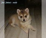 Small #1 Alaskan Klee Kai-Shiba Inu Mix