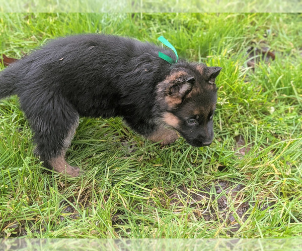 Medium Photo #5 German Shepherd Dog Puppy For Sale in OAK GROVE, OR, USA
