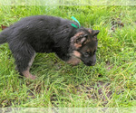 Small #4 German Shepherd Dog
