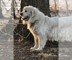 Mother of the Great Pyrenees puppies born on 06/10/2022