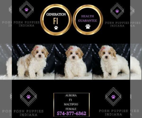Medium Photo #34 Maltipoo Puppy For Sale in WARSAW, IN, USA