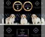 Small Photo #34 Maltipoo Puppy For Sale in WARSAW, IN, USA