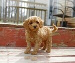Small Photo #2 Cocker Spaniel-Poodle (Miniature) Mix Puppy For Sale in SALEM, MO, USA