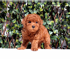 Poodle (Toy) Puppy for sale in LITTLEROCK, CA, USA