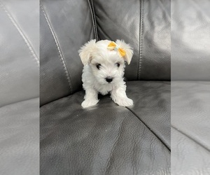 Maltese Puppy for sale in INDIAN TRAIL, NC, USA