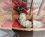 Small Photo #6 Shih Tzu Puppy For Sale in BRIDGETON, NJ, USA