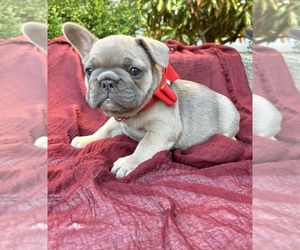 French Bulldog Puppy for sale in FERNDALE, WA, USA