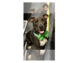 Small Photo #37 Labrador Retriever-Unknown Mix Puppy For Sale in Greenbelt, MD, USA