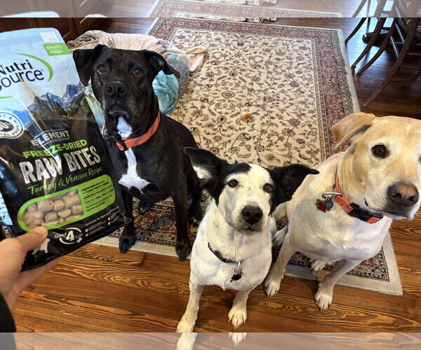 Medium Photo #8 Mutt Puppy For Sale in Rootstown, OH, USA