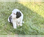 Small #2 Miniature Bernedoodle
