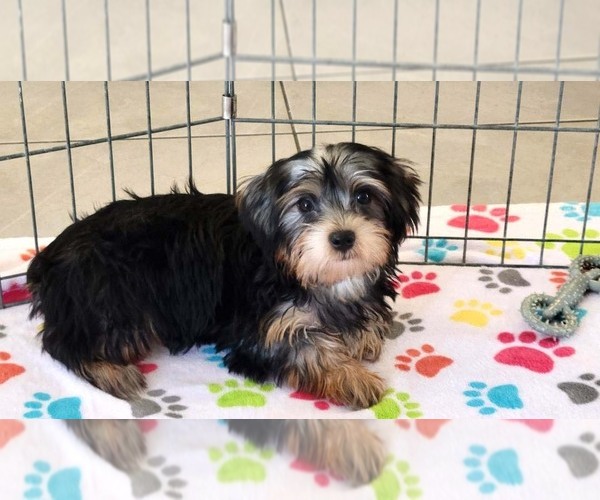 Medium Photo #12 Yorkshire Terrier Puppy For Sale in ORO VALLEY, AZ, USA