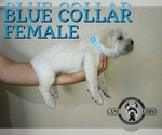 Small #6 Cane Corso