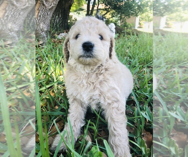 Medium Photo #6 Goldendoodle-Poodle (Miniature) Mix Puppy For Sale in KISSIMMEE, FL, USA