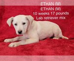 Small #4 Labrador Retriever Mix