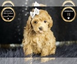 Small #6 Maltipoo