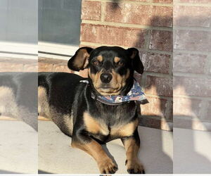 Chiweenie Dogs for adoption in Dallas, TX, USA