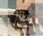 Small Chiweenie