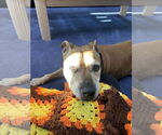 Small #2 American Pit Bull Terrier