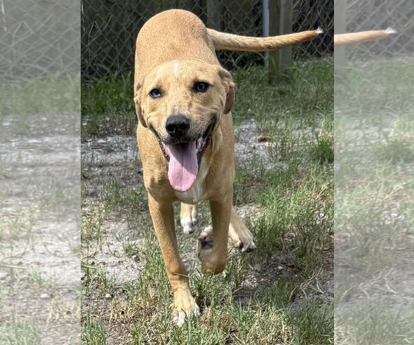 Medium Photo #3 Catahoula Leopard Dog-Unknown Mix Puppy For Sale in Sanford, FL, USA