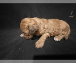 Small #3 Goldendoodle (Miniature)