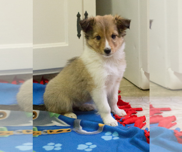 Medium Photo #8 Shetland Sheepdog Puppy For Sale in MILWAUKEE, WI, USA