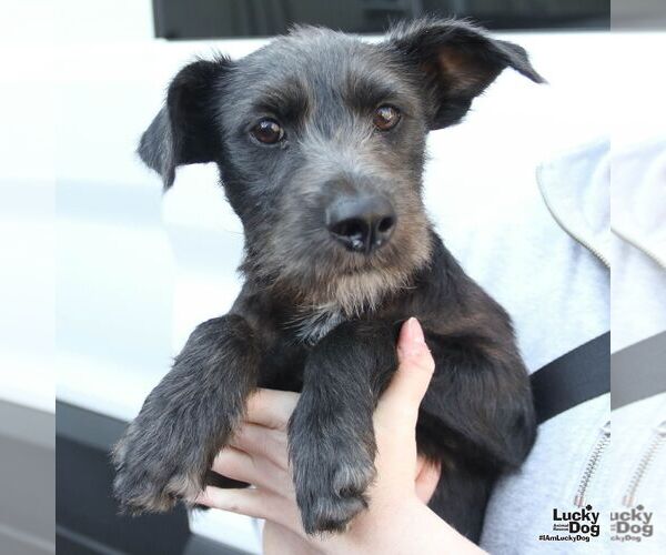 Medium Photo #2 Labrador Retriever-Unknown Mix Puppy For Sale in Washington, DC, USA