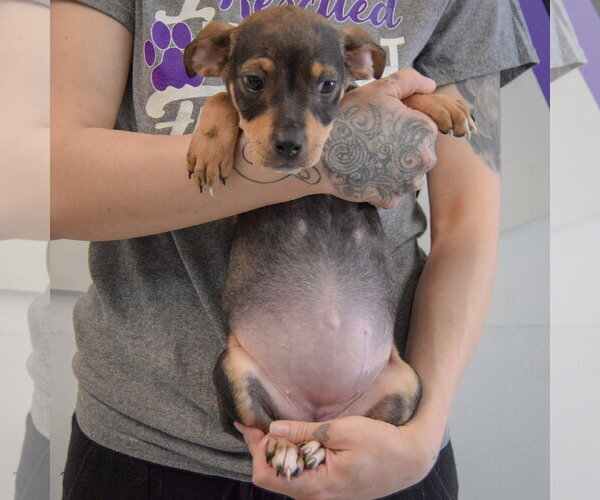 Medium Photo #4 Jack Russell Terrier-Unknown Mix Puppy For Sale in Huntley, IL, USA