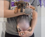 Small #3 Jack Russell Terrier Mix