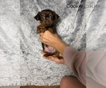 Small #1 Shorkie Tzu