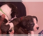 Small Photo #19 Boston Terrier-Collie Mix Puppy For Sale in COLUMBUS, OH, USA