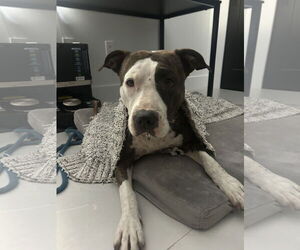 Mutt Dogs for adoption in Miami, FL, USA