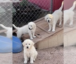 Small Photo #7 English Cream Golden Retriever Puppy For Sale in CONCHO, AZ, USA