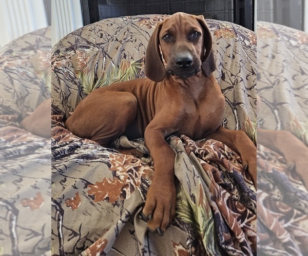 Medium Photo #19 Redbone Coonhound Puppy For Sale in DENVER, PA, USA