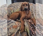 Small #4 Redbone Coonhound