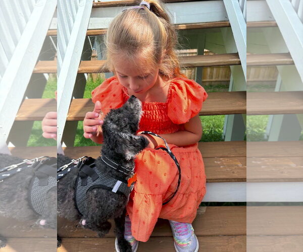 Medium Photo #1 Poodle (Miniature) Puppy For Sale in bloomington, IL, USA