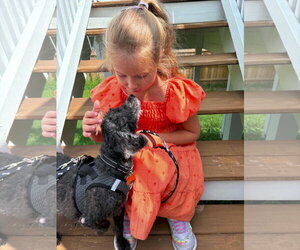 Poodle (Miniature) Dogs for adoption in bloomington, IL, USA