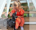 Small Poodle (Miniature)