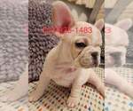 Small Photo #3 French Bulldog Puppy For Sale in MOUNTAIN PARK, OR, USA