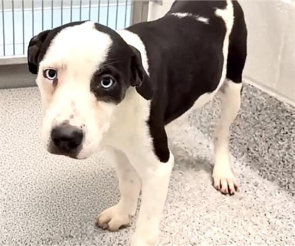 Medium Photo #4 Catahoula Leopard Dog-Unknown Mix Puppy For Sale in Houston, TX, USA