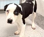 Small #3 Catahoula Leopard Dog Mix