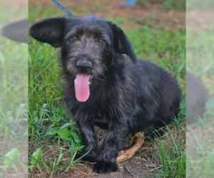 Mutt Dogs for adoption in Wakefield, RI, USA