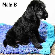 Labradoodle Puppy for sale in MERIDIAN, ID, USA