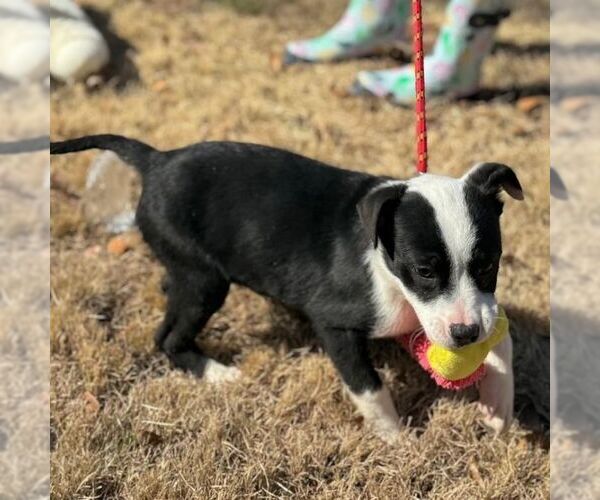 Medium Photo #3 Mutt Puppy For Sale in Yardley, PA, USA