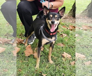 Mutt Dogs for adoption in Westwood, NJ, USA