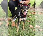 Trixie - Female Mutt Dog for Adoption - Small photo