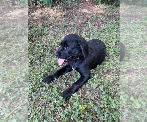 Medium Photo #4 Lab-Pointer Puppy For Sale in PELZER, SC, USA